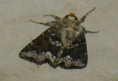 Oligia strigilis