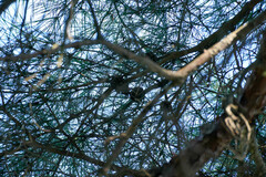 Pinus densiflora