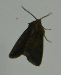 Oligia strigilis
