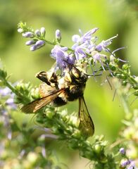 Anthidium florentinum