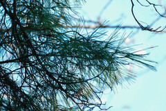 Pinus densiflora