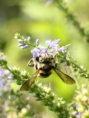Anthidium florentinum