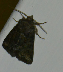 Oligia strigilis
