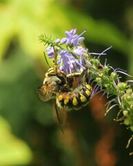Anthidium florentinum