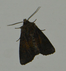 Oligia strigilis