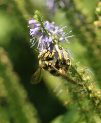 Anthidium florentinum