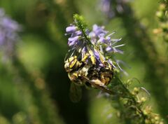Anthidium florentinum