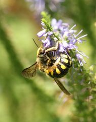 Anthidium florentinum