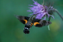 Macroglossum pyrrhosticta