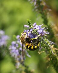 Anthidium florentinum