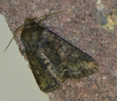 Oligia strigilis