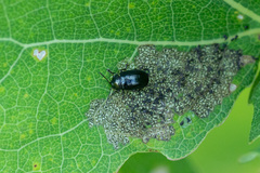 Phratora