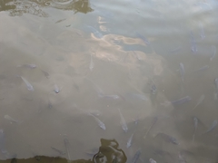 Oreochromis niloticus