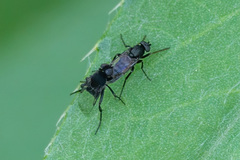 Phorinae