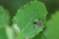 Phratora