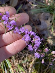 Liatris cokeri