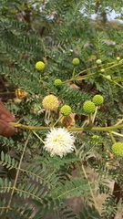 Leucaena