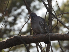 Patagioenas maculosa