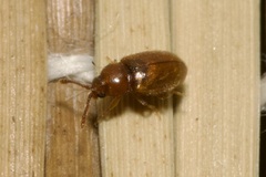 Cryptophagidae