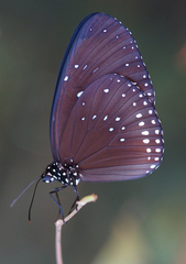 Euploea sylvester harrisii