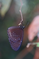 Euploea sylvester harrisii
