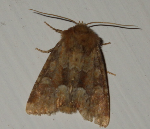 Middle-barred Minor