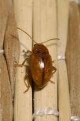 Neocrepidodera