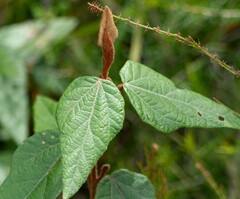 Lasiopetalum macrophyllum