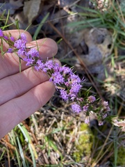 Liatris cokeri