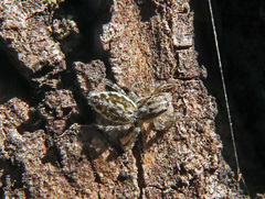 Pseudicius encarpatus
