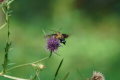 Macroglossum bombylans