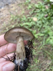 Melanoleuca