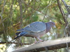 Patagioenas picazuro
