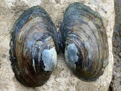 Unionidae
