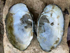 Unionidae