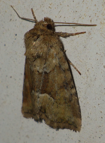 Middle-barred Minor