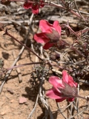 Hermannia coccocarpa