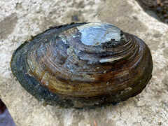 Unionidae