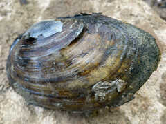 Unionidae