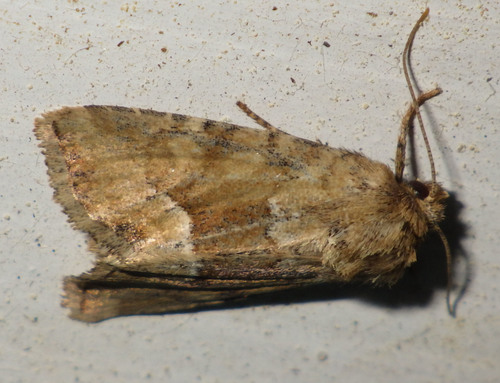 Middle-barred Minor