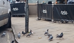 Columba livia domestica