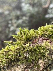 Cryphaea heteromalla