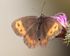 Erebia euryale
