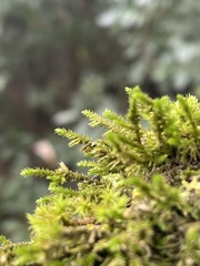 Cryphaea heteromalla