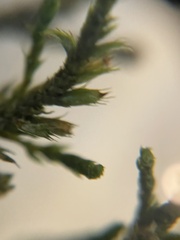 Cryphaea heteromalla