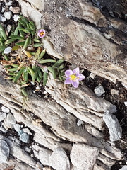 Spergularia rubra