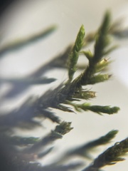 Cryphaea heteromalla
