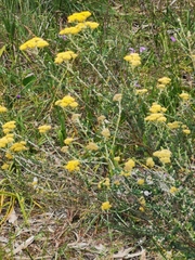 Ozothamnus obcordatus