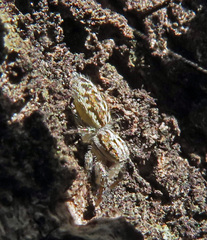 Pseudicius encarpatus