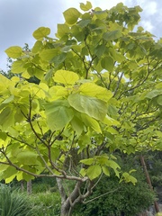 Catalpa